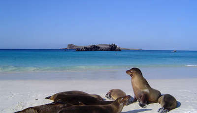 galapagos sea lions fauna_13754641511 metropolitan_400_230